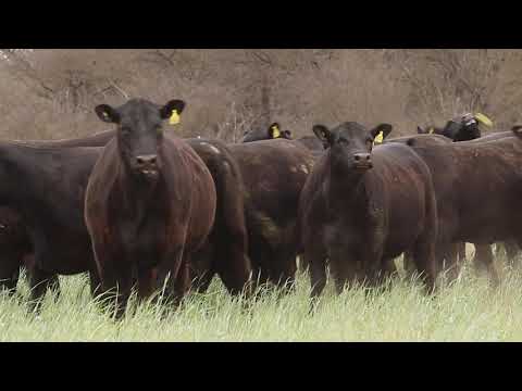 Vaquillonas Angus PC Negras Preñadas