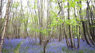preview picture of video 'England 21-05-'10 Bluebells, Kings wood near Ashford. Boshyacint, Kings wood bij Ashford (Kent, UK).'