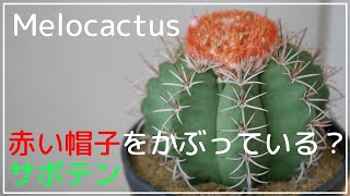Melocactus matanzanus メロカクタス マタンザヌス 朱雲 | 品種紹介