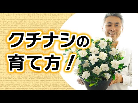 園芸 クチナシの栽培と手入れ