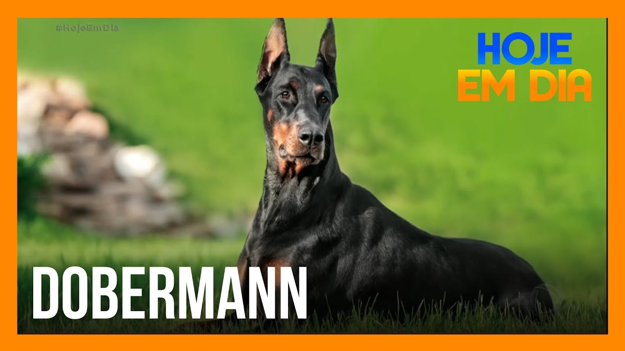 Dicas Pet: Se treinados, dobermanns são dóceis e leais