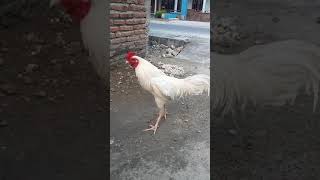 Download lagu jagoku 1 mp3 Download lagu jagoku 1 mp3