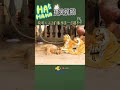 Fake Tiger Prank Dog, Funny Sleeping - Dog Funny Reaction  #Shorts