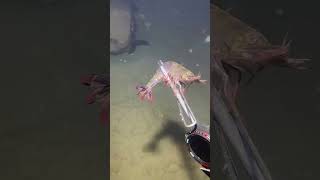 I catching seafood on the seafloor-P1026-5.#fishing #ocean #deepsea #nature #beach