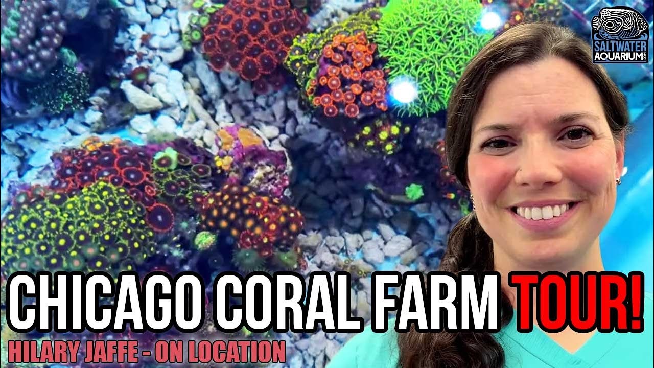 Coral Farm Tour: Chicago's Growing Reef (Holy Grail Torch, WYSIWYG Combos & Beginner Corals!)