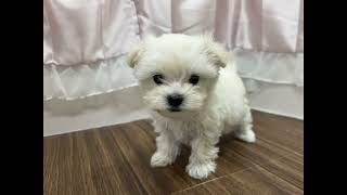 ハーフ犬の動画01