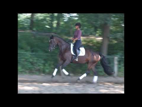 ELISA 7j. v. Fürst Fugger - Chico's Boy VB 8.500,- Euro