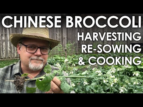 Chinese Broccoli Harvest, Sow and Cooking || Black Gumbo