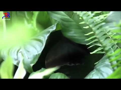 Thể hiện bởi Đức Mạnh