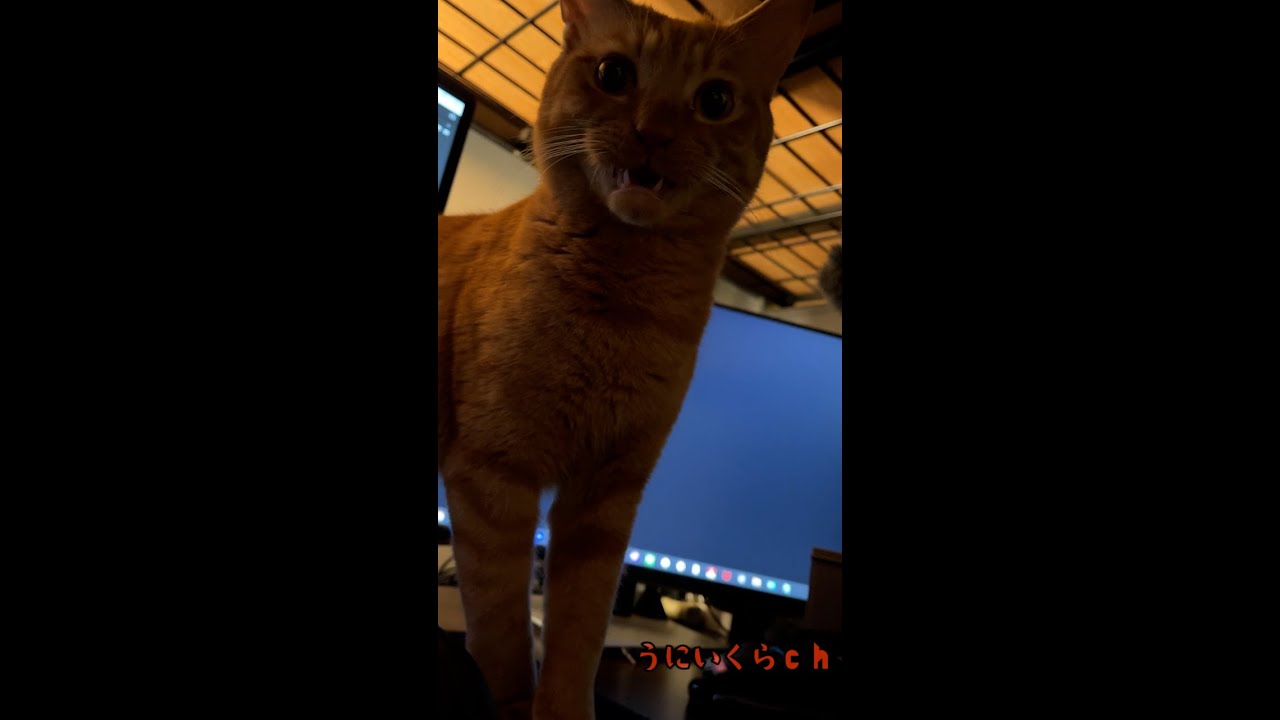 子猫いくらのフレーメン反応(Flehmen response by a kitten.)