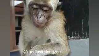 Download lagu Monyet baper lucu,cocok buat story wa mp3 Download lagu Monyet baper lucu,cocok buat story wa mp3