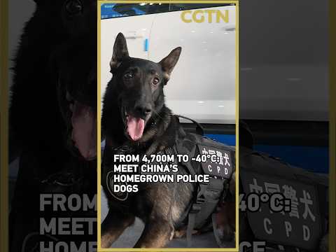 China is breeding police dogs built for extremes