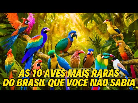 AS 10 AVES MAIS RARAS DO BRASIL QUE VOCÊ NÃO SABIA