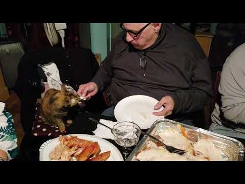 Funny Cat eats Turkey for Thanksgiving