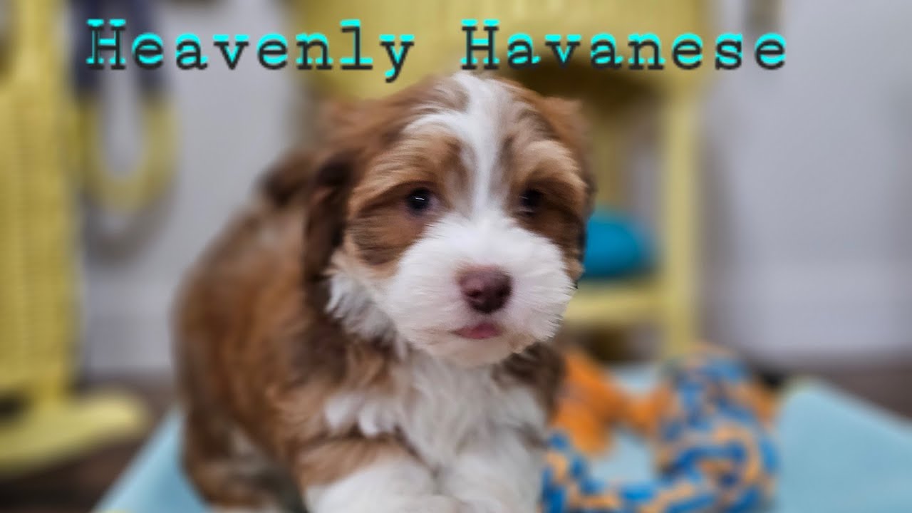 Heavenly Havanese Beautiful Browns! Look at Sloans Sweethearts!