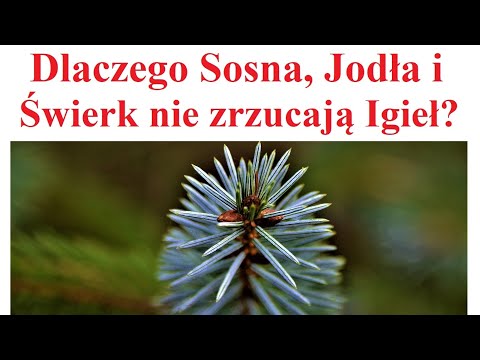 Why Pine, Fir and Spruce Don't Shed Their Needles in Winter