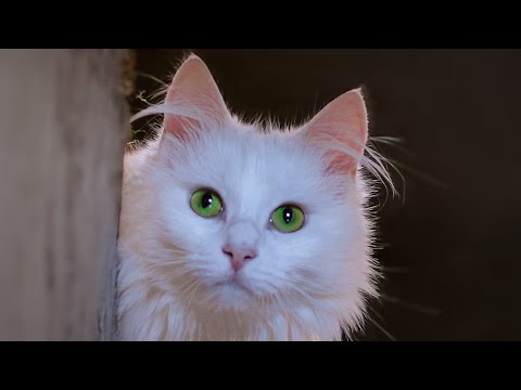 Turkish Angora Kitten - Cute Cat Videos Compilation