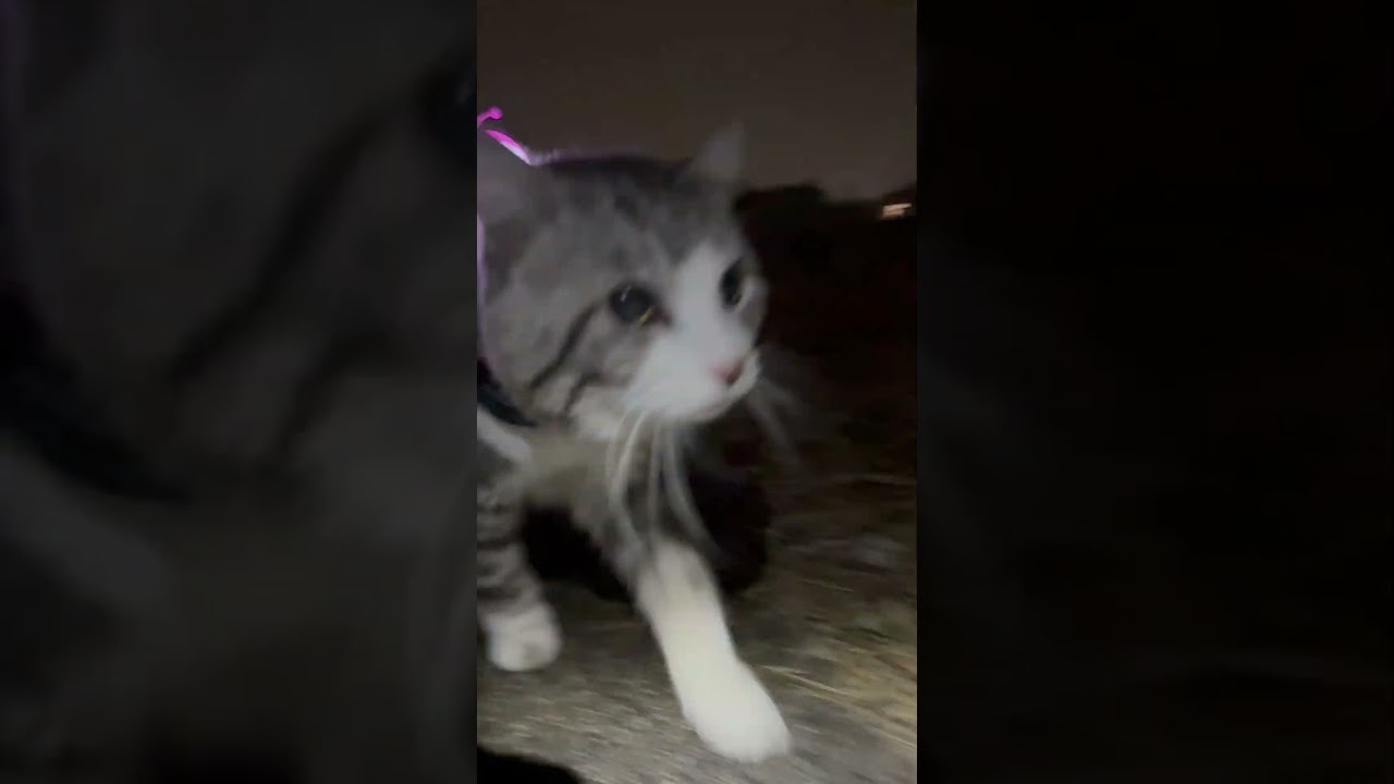 パトロールの鬼