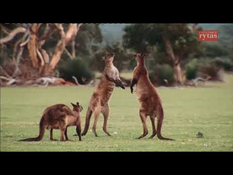 LRytas dokumentikos dalys ir programos pradžia 2018 09 29 rytas II