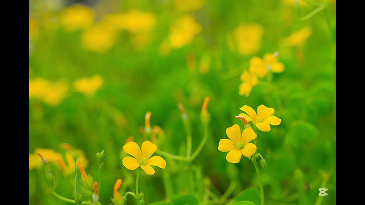 Lemon 米津玄師 featスプランキー