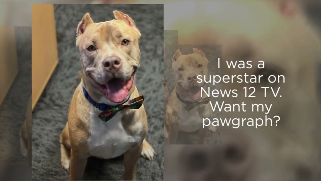 Enlarge Barney, a Adoptable American Staffordshire Terrier in Cranford, NJ video 6/6
