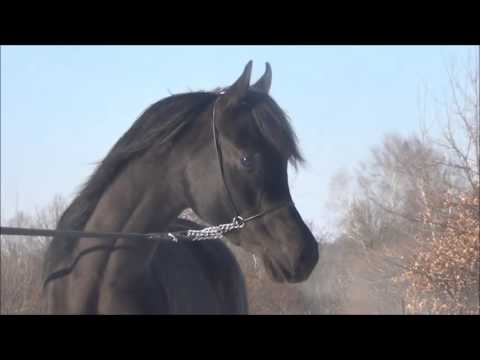 NADI AL KHALEDIAH-black arabian stallion