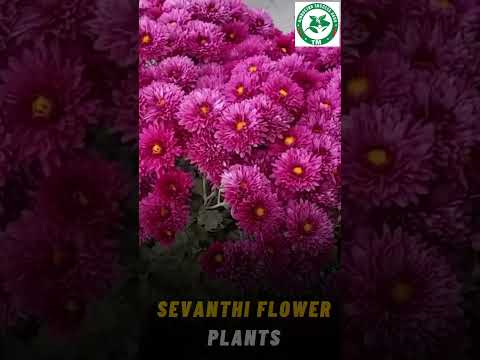 Full sun exposure chrysanthemum sevanthi flower plants, pack...