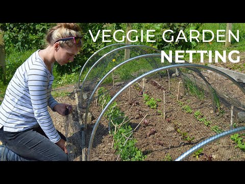 download lagu mp3 mp4 Bird Netting For Vegetable Garden, download lagu Bird Netting For Vegetable Garden gratis, unduh video klip Bird Netting For Vegetable Garden