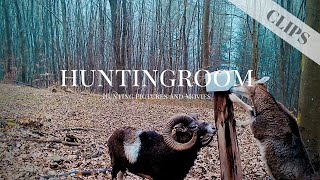 Widder, Sauen und Rotwild - Hammer Aufnahmen mit unserer ICU Wildkamera - HUNTINGROOM Clips #11