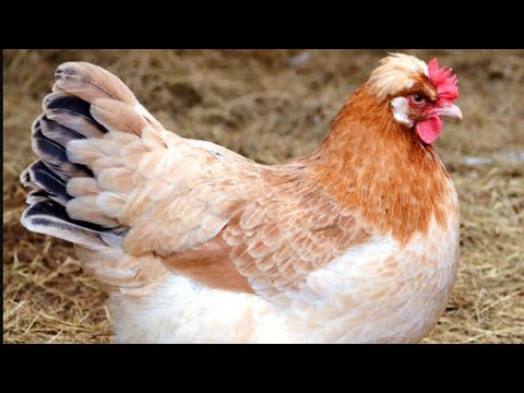 Das Sulmtaler Huhn