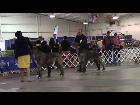 3-23-2019 Tupelo Kennel Club - Irish Wolfhounds