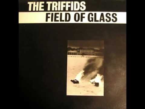 the Triffids - Field of Glass