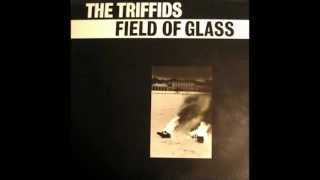 the Triffids - Field of Glass