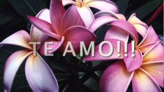 (JAVIER SOLIS) Que se mueran de envidia