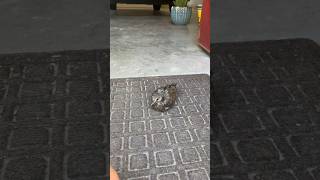 Download lagu 🕊️Anak burung merpati berkabung belajar terbang #celanapendek #burung #imut mp3