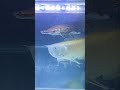 Arowana And Alligator Gar