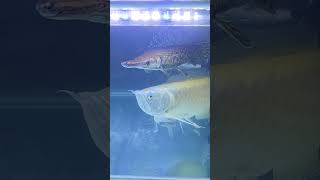 Download lagu Arowana and alligator gar mp3