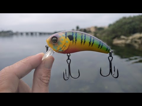 Fishing A New Spot With Crankbaits Pays Off With A Surprise Catch!