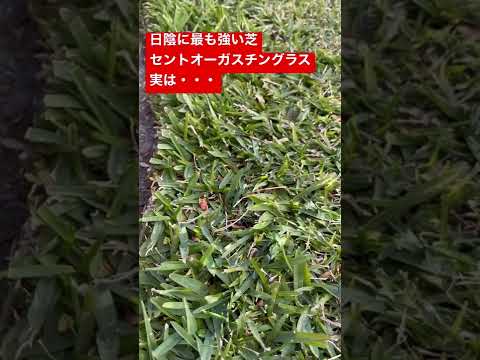 冬でも緑の芝生を保つにはどうすればいいですか？メンテナンスアドバイス+チュートリアル  庭園