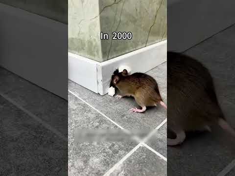 They finally stopped rats 😱 #shorts
