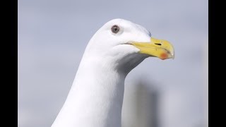 The Home Screen Vs Jonathan (100% Orange Juice Beach Party Update)