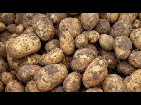 WDR 31. Juli 1537 - Die Kartoffel wird in Amerika entdeckt