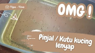 Download lagu Pakai Cara Ini Pinjal / Kutu Kucing Langsung Lenyap (Musnahin Seluruh Kutu Kucing Dalam Ruangan) mp3
