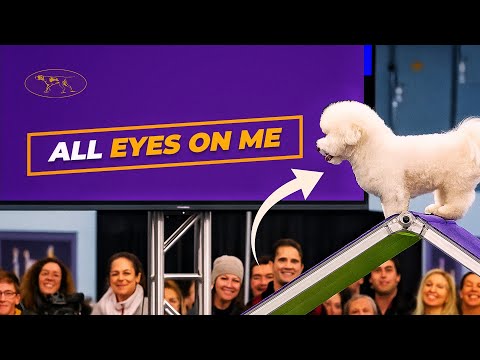 Winky the Bichon Frise Steals the Show | Westminster Dog Show