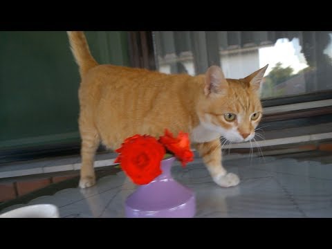 The Bond Between a Cat and Its Human - YouTube