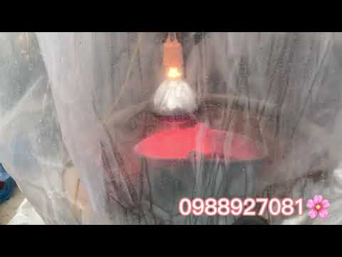 Kiểm tra ủ nhiệt sau 10 ngày cho cây mai vàng yên tử - mai vàng miền Bắc🌸