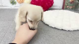 カニンヘンダックスフンドの動画02