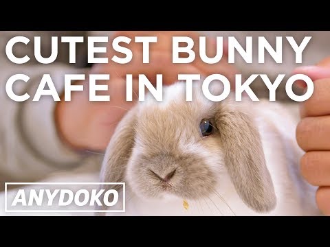 Super Cute Bunny Cafe In Tokyo!