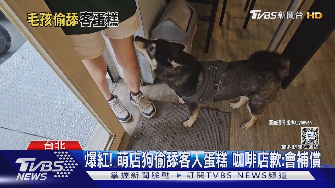 爆紅!萌店狗偷舔客人蛋糕 咖啡店歉:會補償