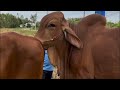 Red Cow Mating
